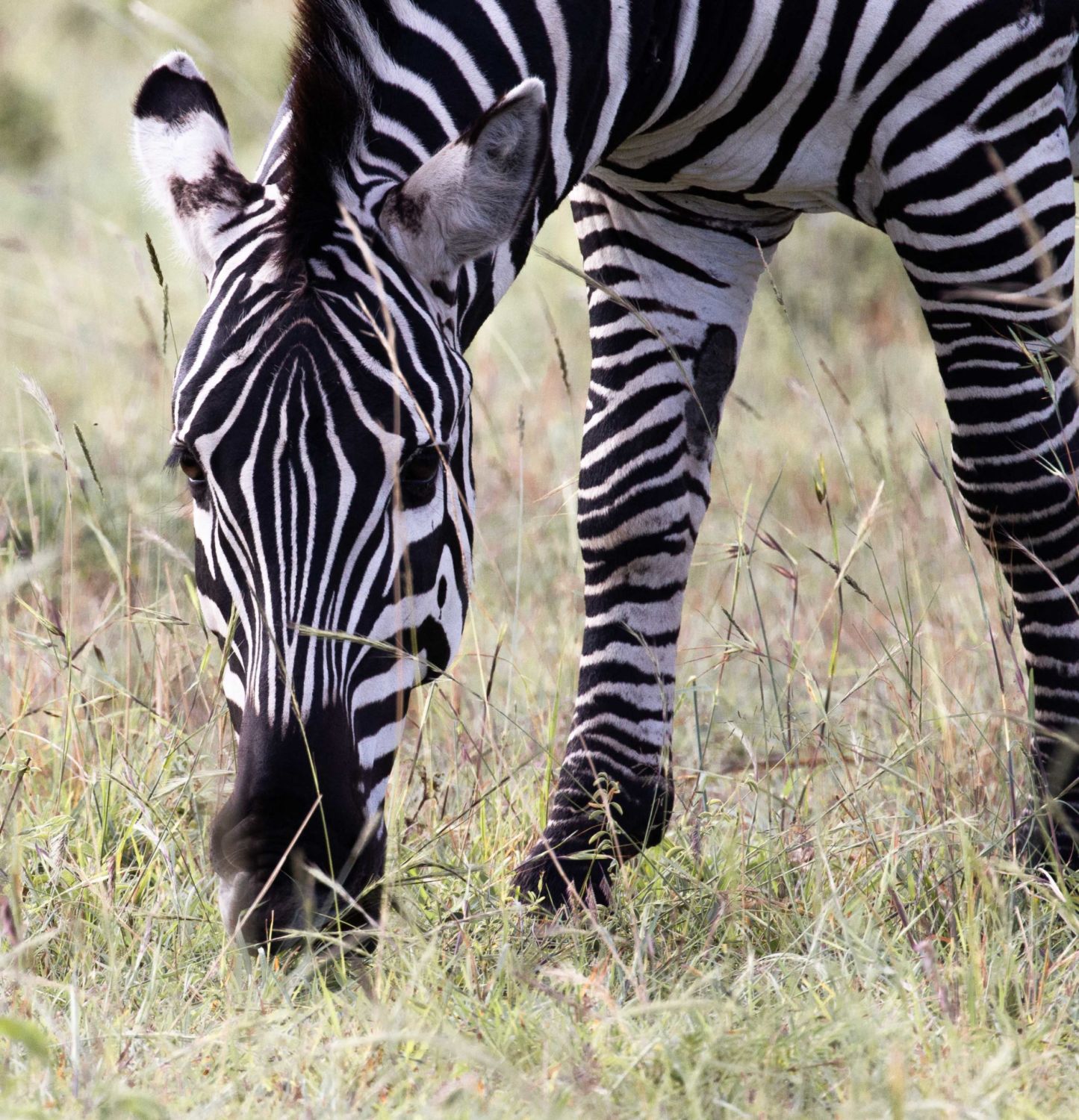 safari au Kenya safari au Kenya